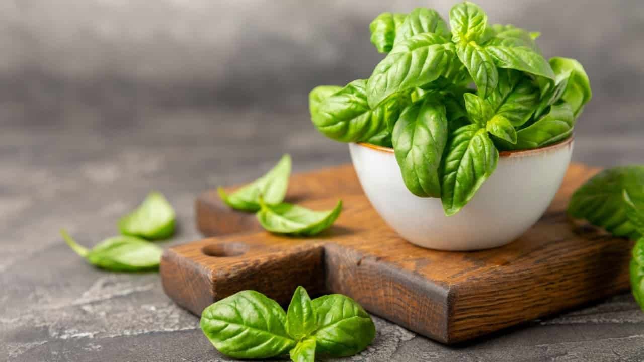 6 ervas de proteção e prosperidade que não podem faltar em casa - Notícias sobre Astrologia, Signos e muito mais!