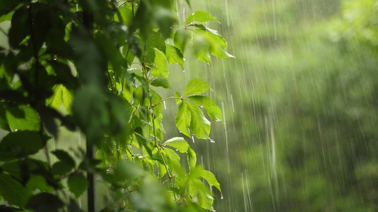 Dicas da Benzedeira: Natureza e Cura
