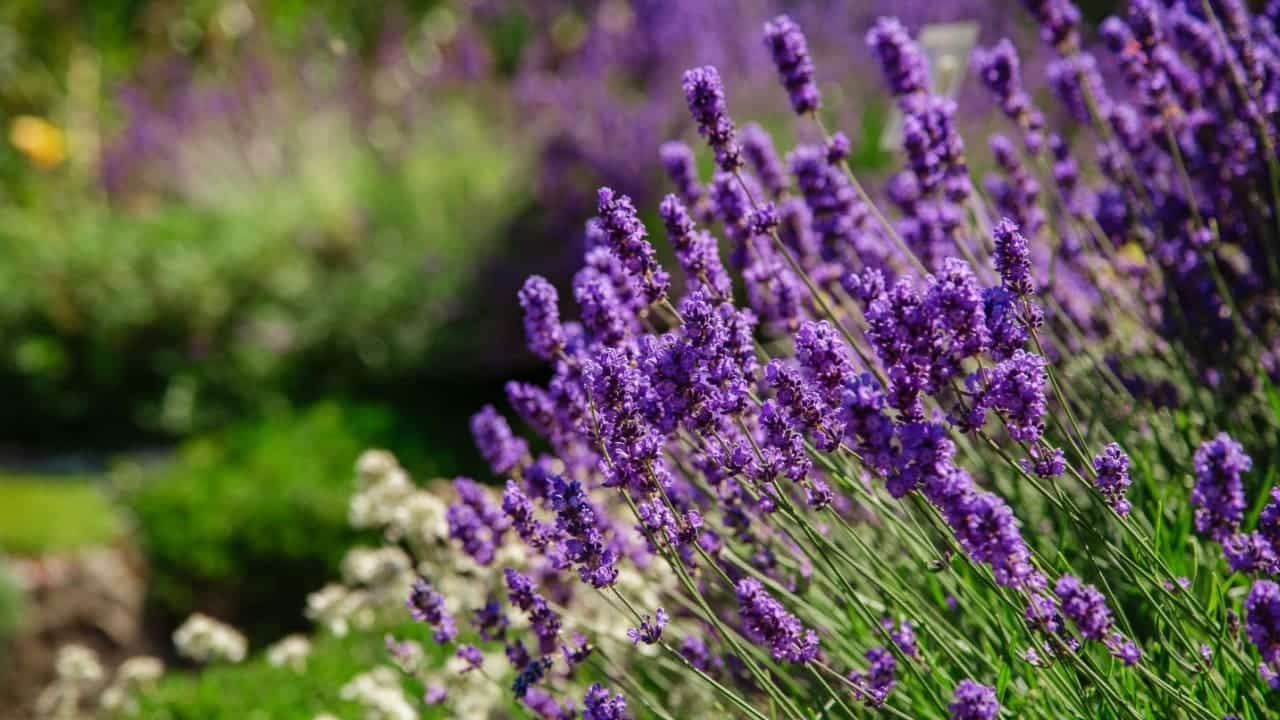 Lavanda: saiba mais sobre a planta do amor tranquilo - Notícias sobre Astrologia, Signos e muito mais!