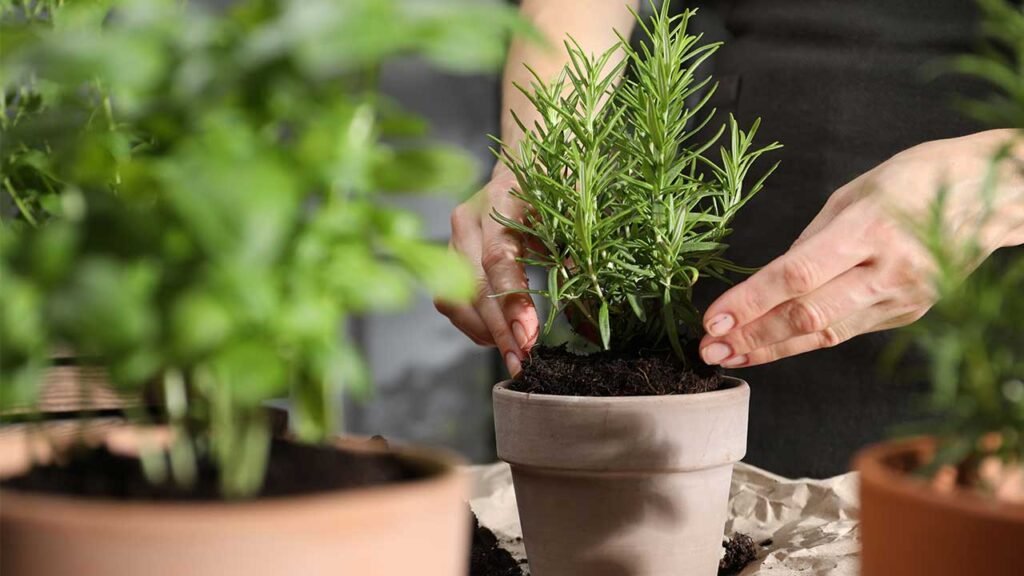 Plantas para afastar a inveja do seu lar