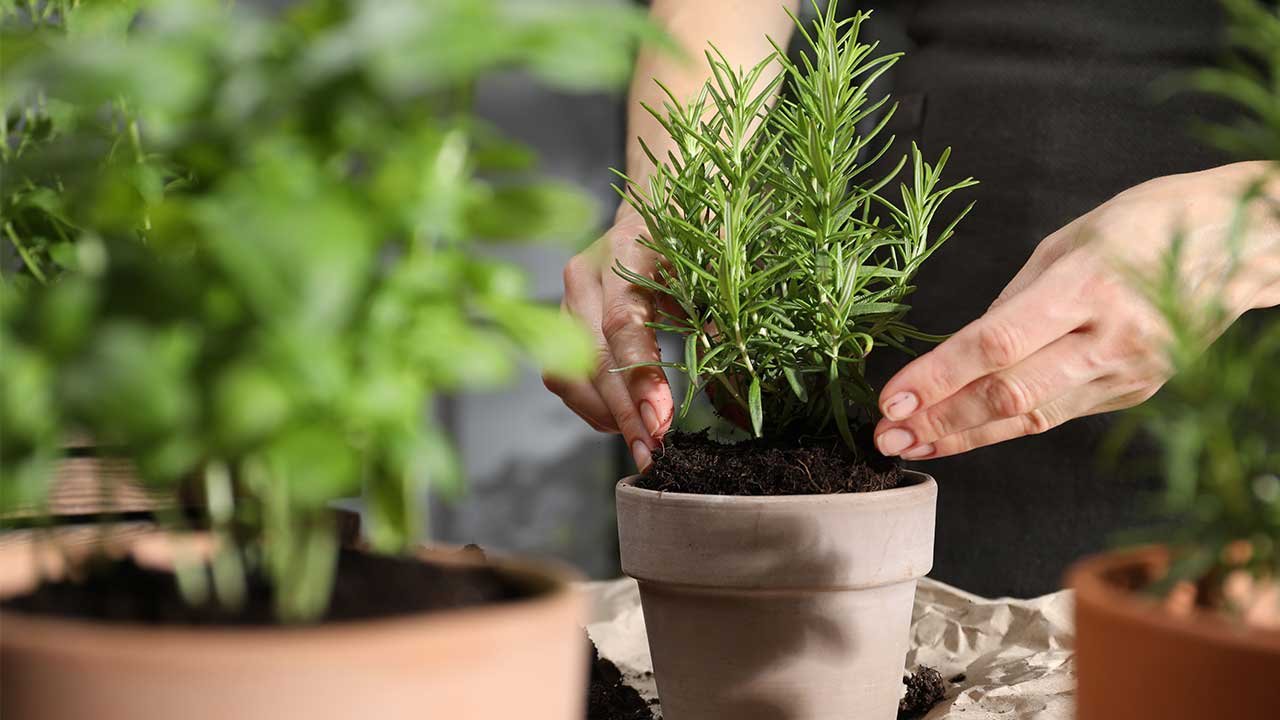 Plantas para afastar a inveja do seu lar