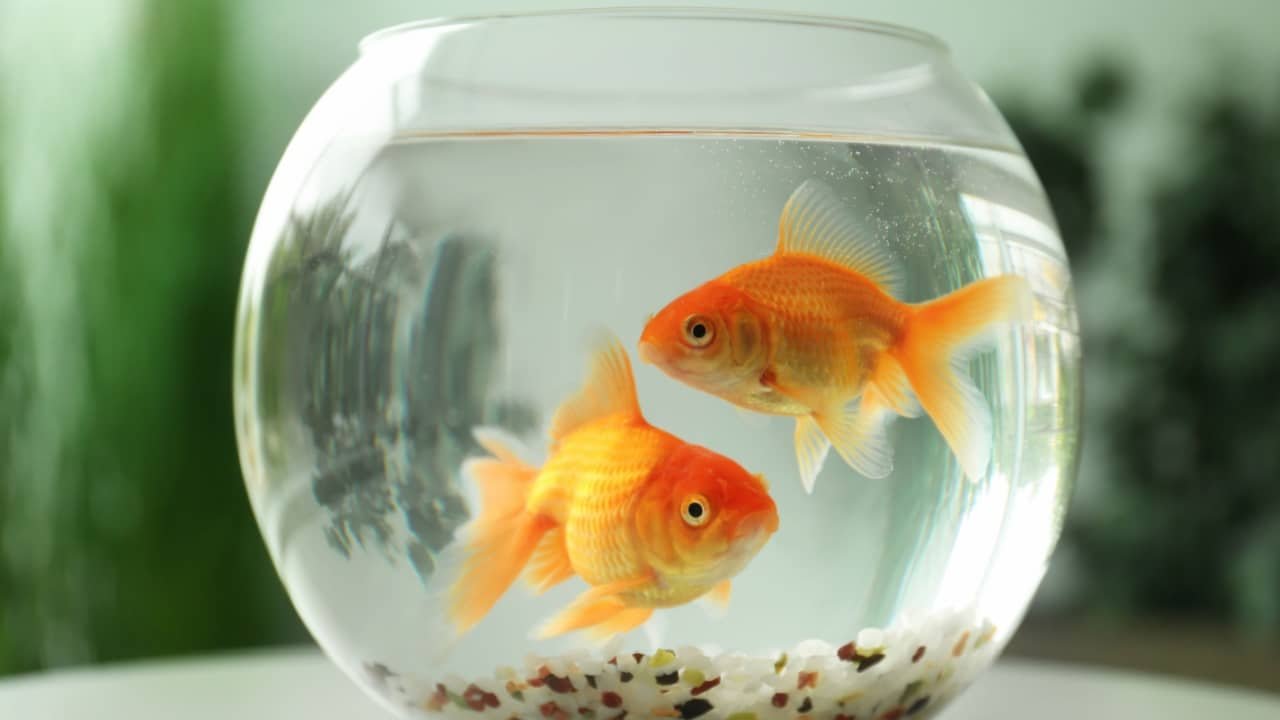Sonhar com Peixes: saiba quais mensagens esse sonho traz - Notícias sobre Astrologia, Signos e muito mais!