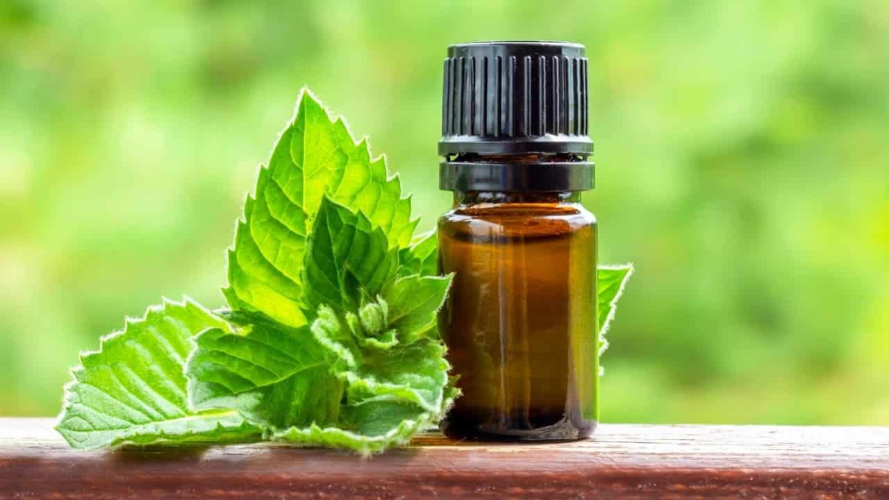 Banho com hortelã para renovar a energia em Julho - Notícias sobre Astrologia, Signos e muito mais!